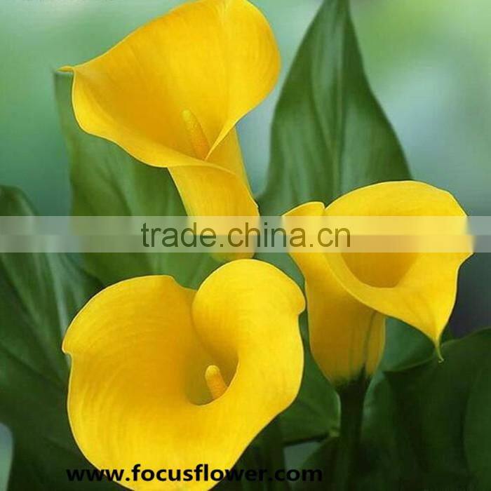 Fresh Cut Flower Yellow Calla Lily With High Quality And Reasonable Price For Wedding Table Centerpiece Decoration