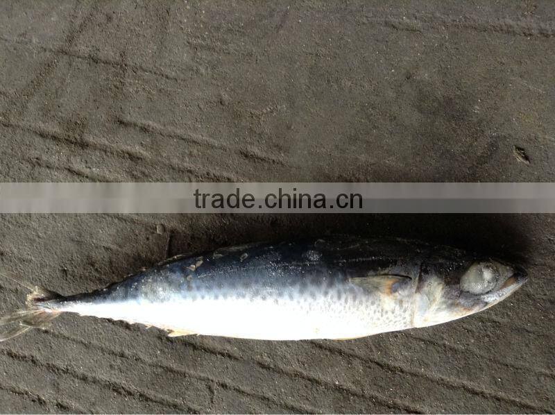frozen blue mackerel for canning seafood