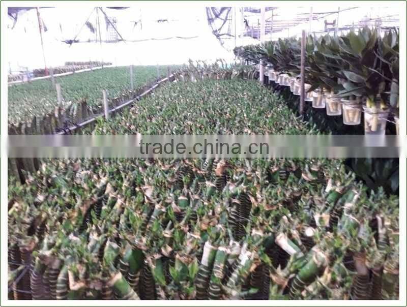 heart shaped love shaped tower lucky bamboo bonsai dracaena sanderiana indoor aquatic feng shui plants nursery garden decoration