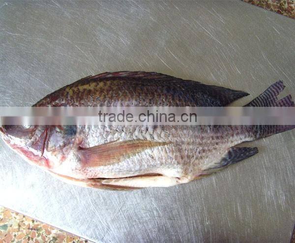 Tilapia GS whole gutted scaled IQF