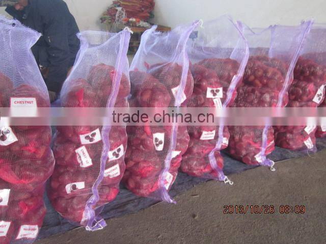 chestnut , fresh chestnut