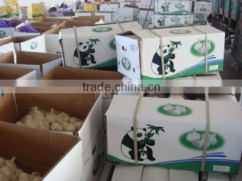 Chinese Best Garlic
