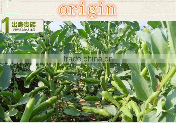 new premium food Salted Flavor Fried Broad Beans supplier Roasted Broad Bean Chips