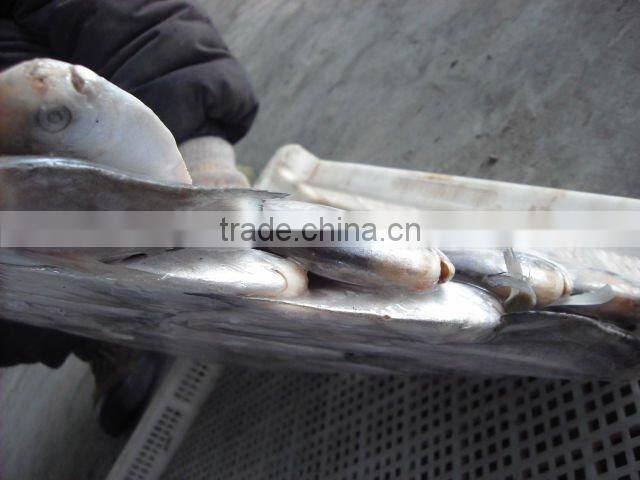 Silver Pomfret seafood