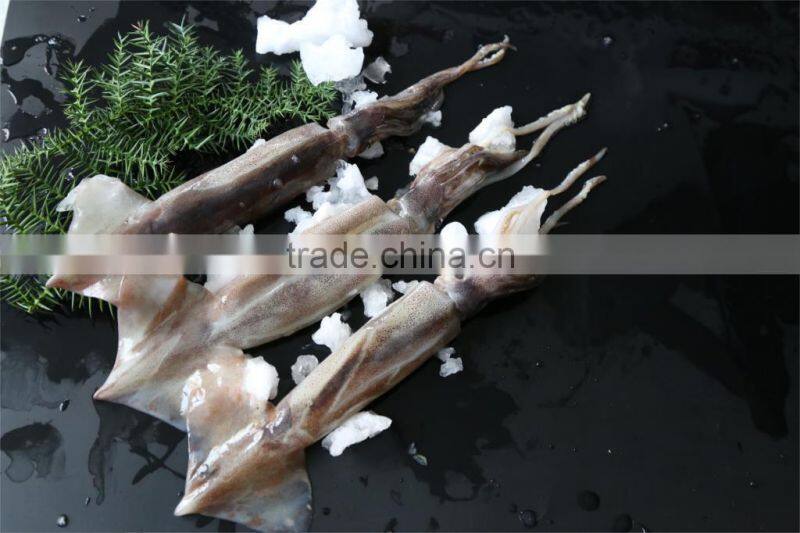 Frozen Squid 150-200g