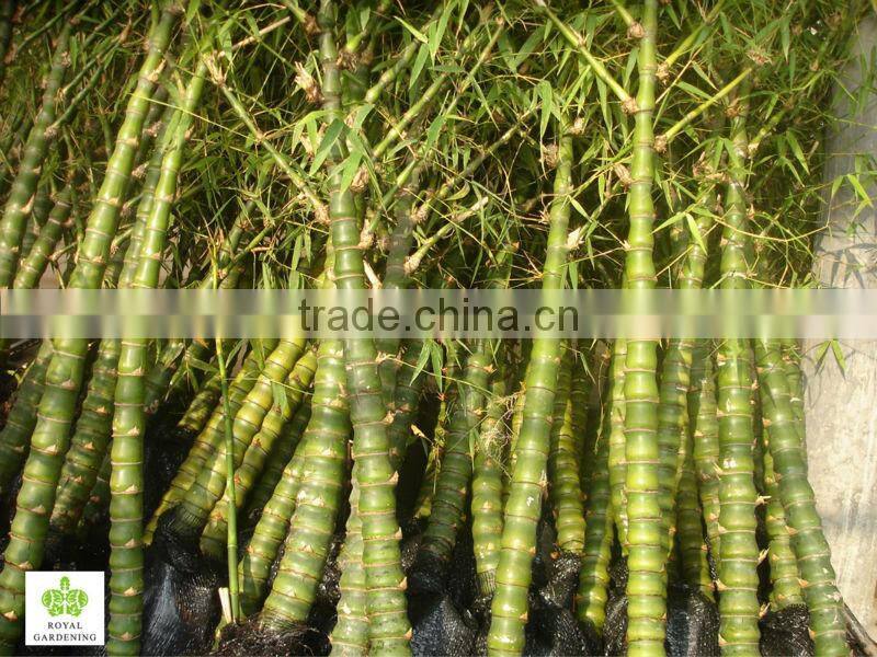 Bambusa ventricosa ( chinese bamboo ) outdoor plant for landscaping