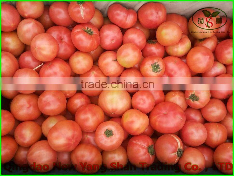 Chinese fresh tomatoes, good faith the seller!