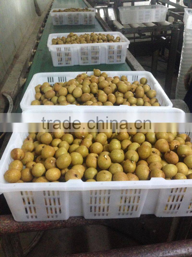 100% sweet,juicy,health longan thai fruit fresh