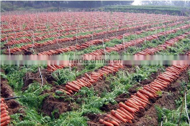 Fresh carrot hot sale