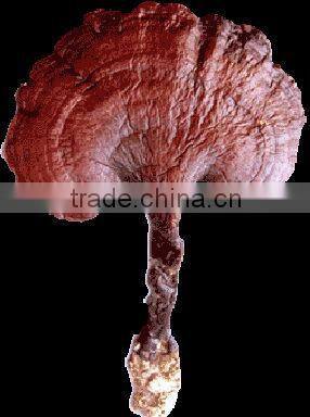 Reishi Mushroom Extract