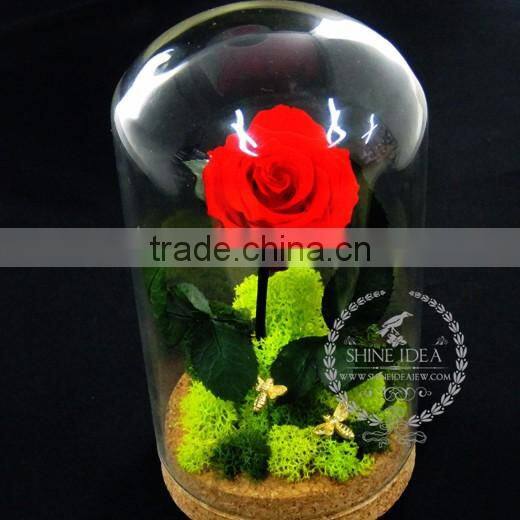 10x18cm The Little Prince red rose dry preserved flower glass dome home decoration table centerpiece indoor gardening 0120001