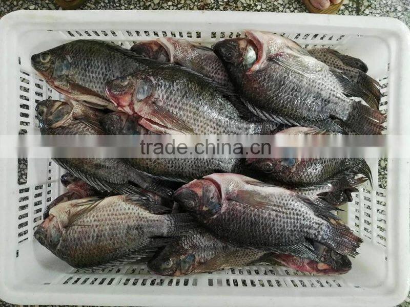 Freezer Gutted and Scaled tilapia 300/500g