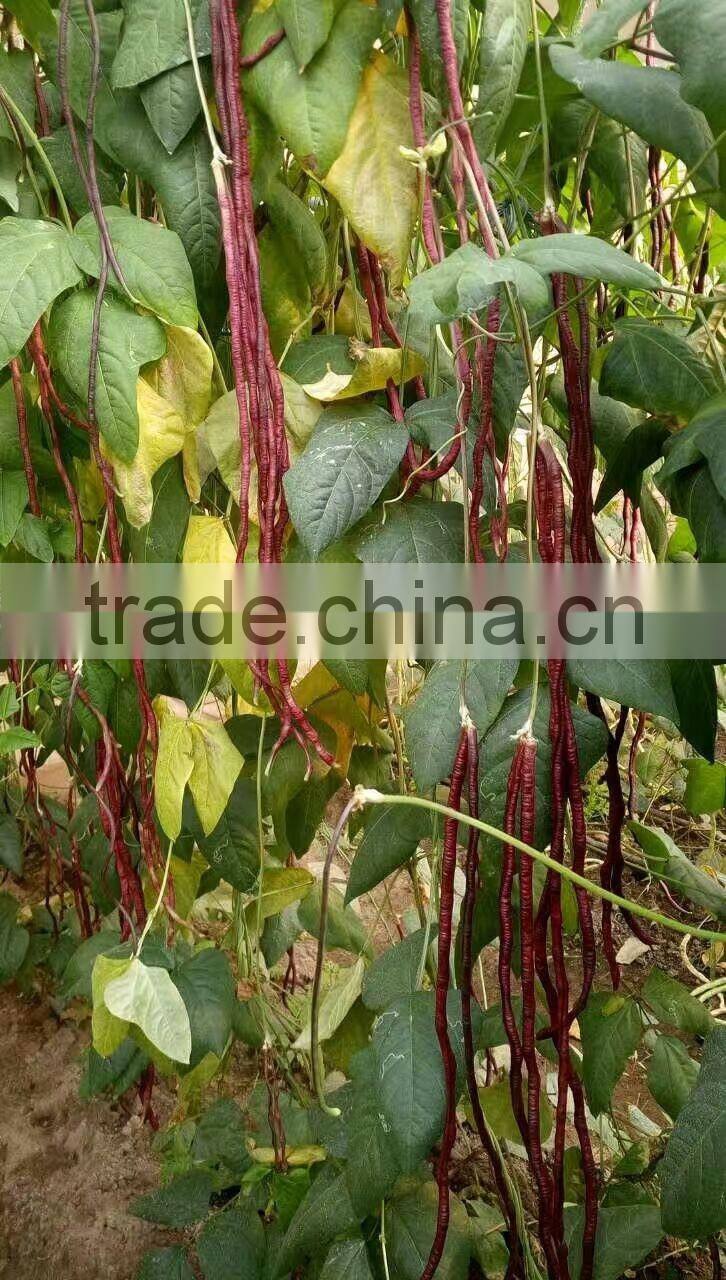 High quality red long bean seeds cowpea seeds for cultivation-Chun qiu 22