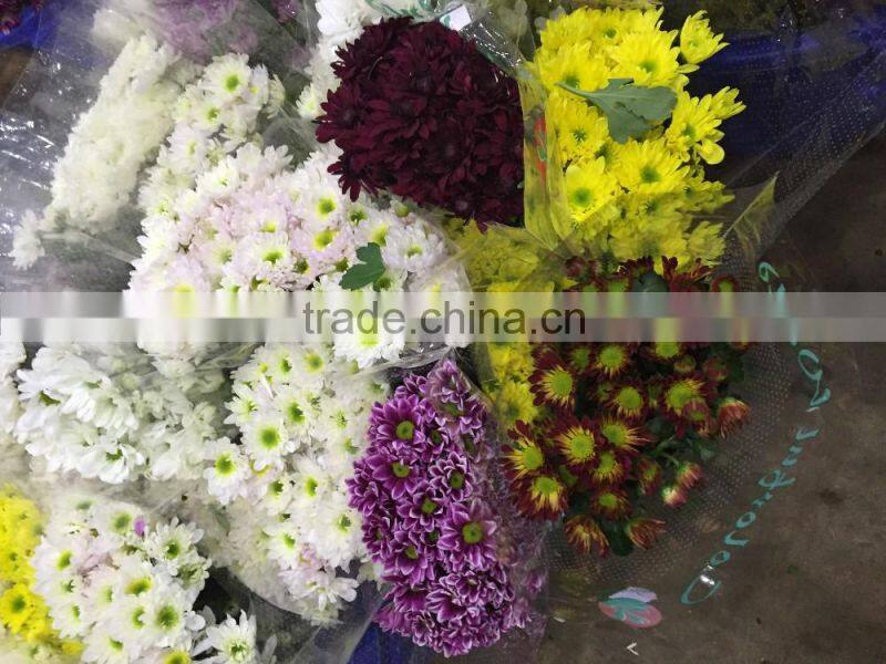 Fresh cut Chrysanthemums flower
