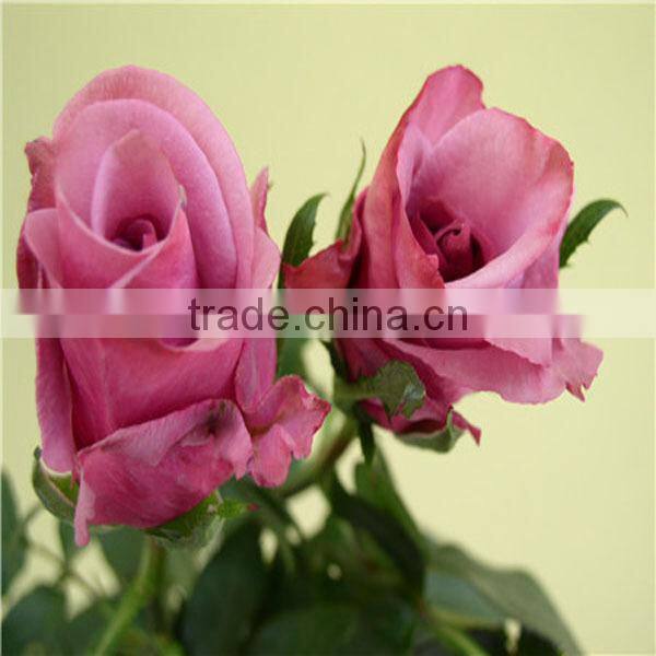 wholesale natural rose flower from Kunming flower base
