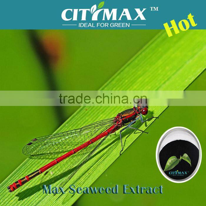 seaweed extract powder