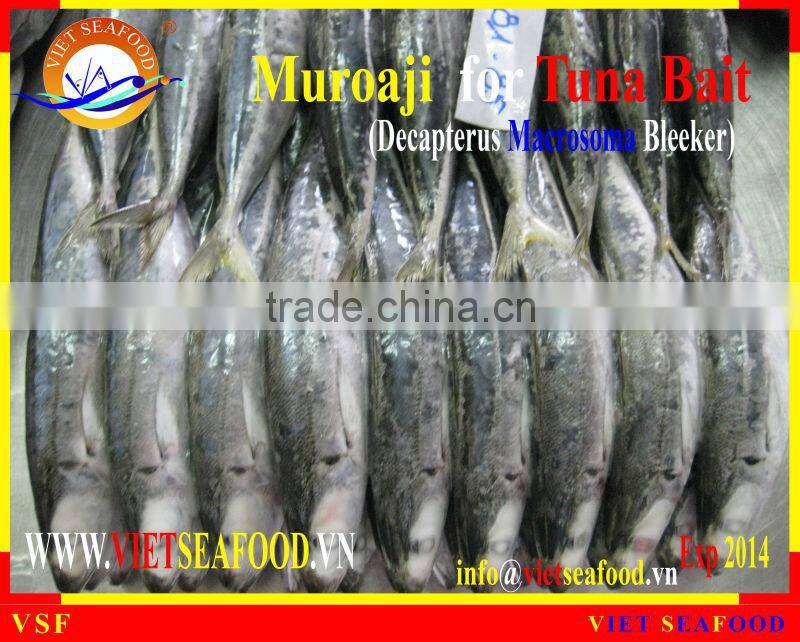 FROZEN MUROAJI FOR TUNA BAIT