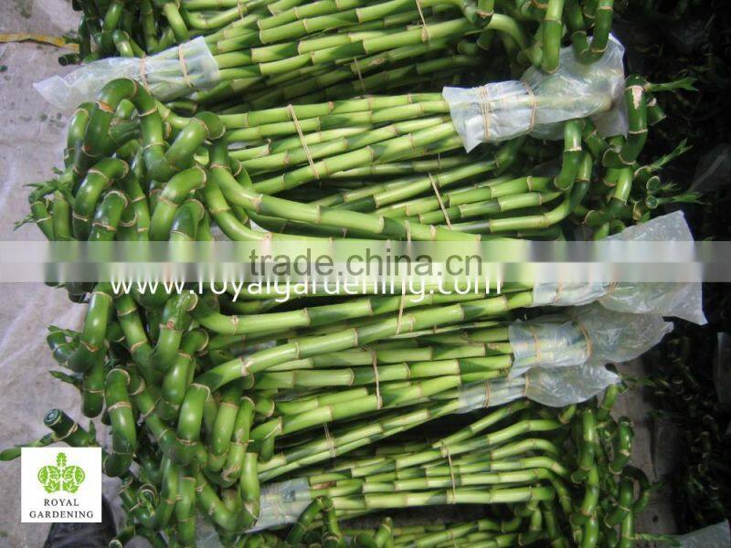 Home Decoration Ornamental Plants Spiral Lucky Bamboo