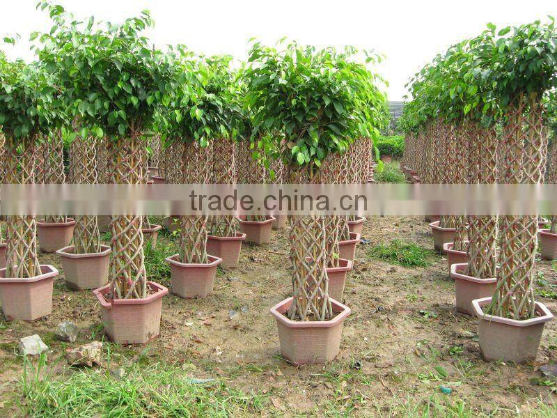 Ficus cage shape square shape 2m