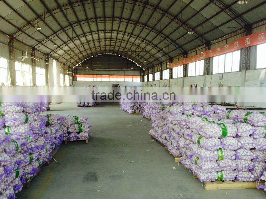 The Best Vegetable Product from China Fresh Garlic