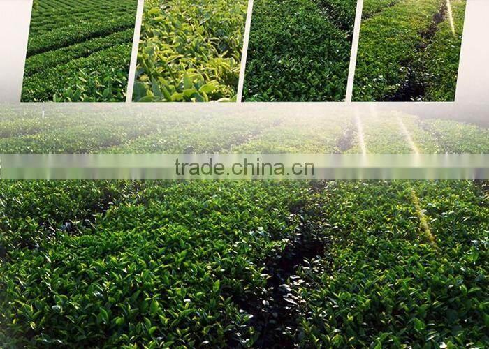 Best Jasmine Tea Brand Flavorful Organic Jasmine Green Tea