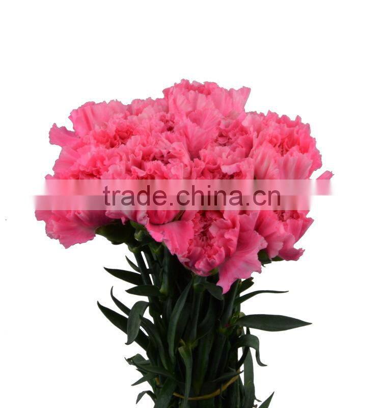 New deep pink carnation flower decorating