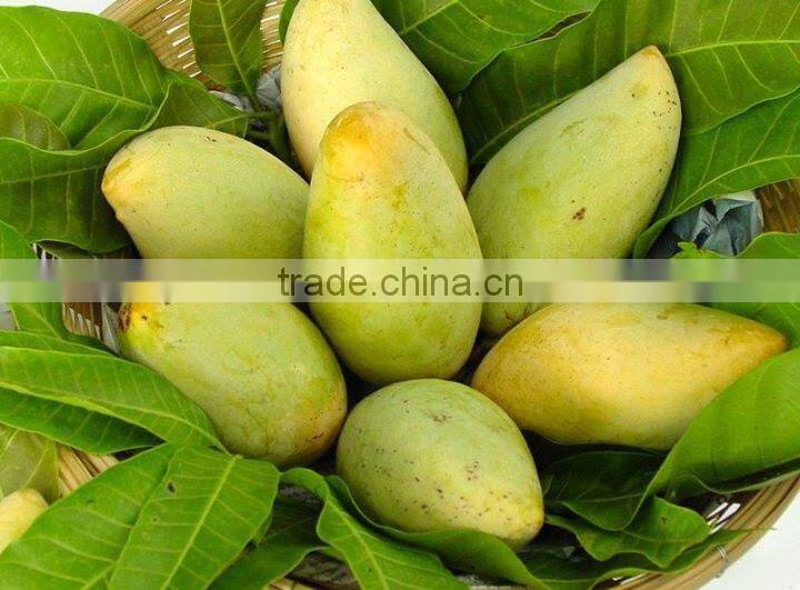 Vietnam's Fresh Mango / Mango Hoa Loc
