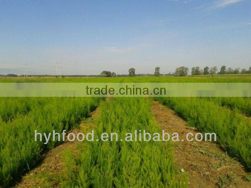 IQF Steamed Green Asparagus