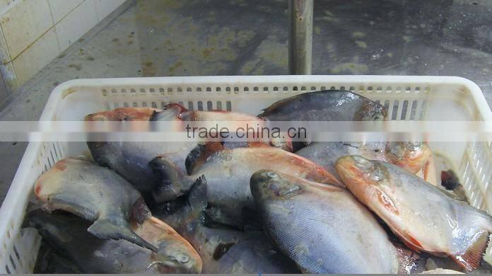 whole round frozen pomfret fish are fresh