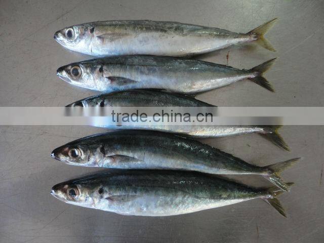 sea frozen round scad fish