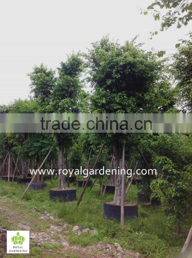 Outdoor Ficus nitida Trees