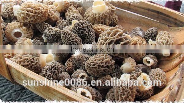 Healthy Green Natural Morel Mushroom High Quality Morel Mushroom