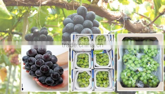 Delicious Komitsu Fuji apple , other fruits also available