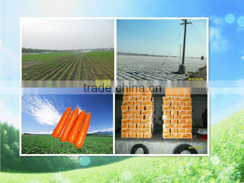 supply good quality fresh red carrot(new)