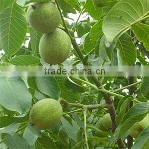 fruit tree seedling