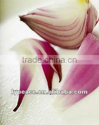 dehydrated onion vegetables for food products