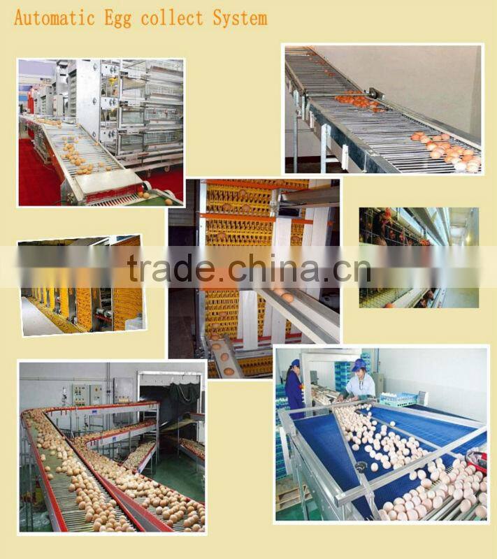 produced by professional manufacturer auto broiler chicken cage