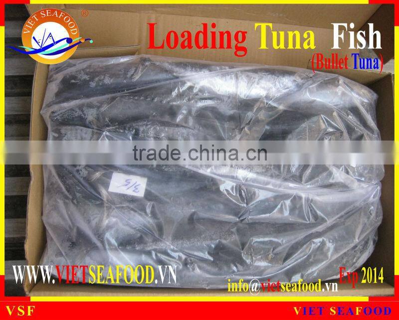 LOADING WHOLE ROUND BULLET TUNA