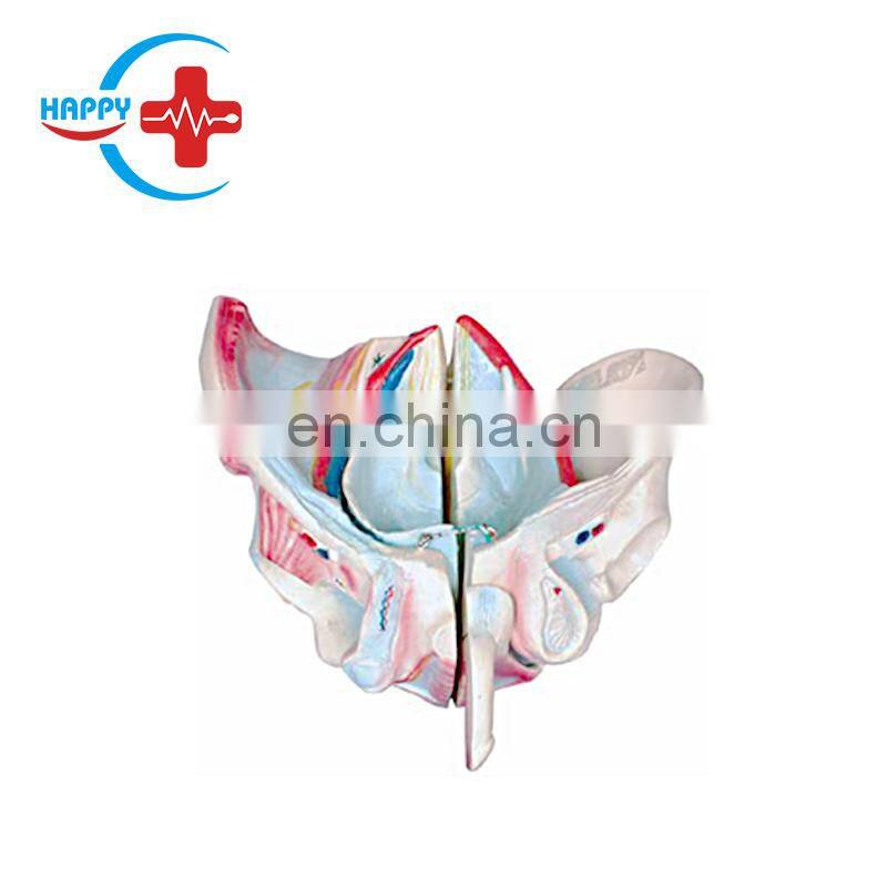 HC-S227 Medical Science Human Pelvis Skeleton Model/Life size Female Pelvis Model
