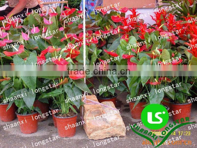 Excellent quality of Plastic flower pot