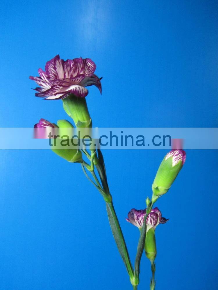 Diversified in packaging best selling high quality carnation