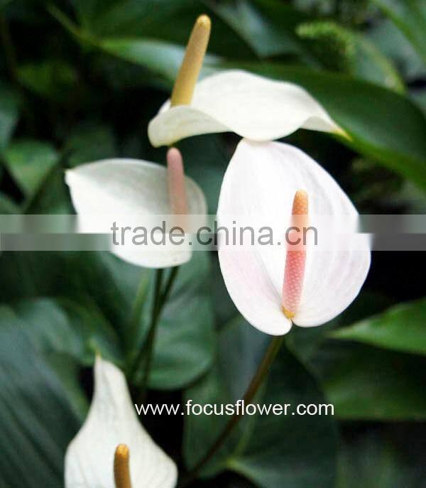 Best Anthurium Price Fresh Flower Hot Sale Anthuriums Plants From Wholesale Trading Companies