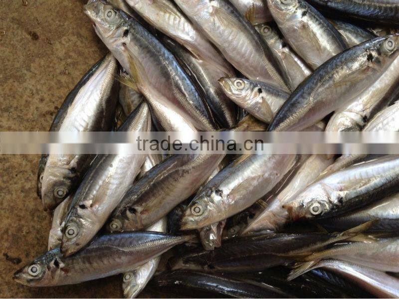 2016 Newly 16pcs/kg Light Seine Frozen Round Scad