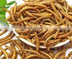 wholesale dried mealworm with 7% Moisture manufacturer