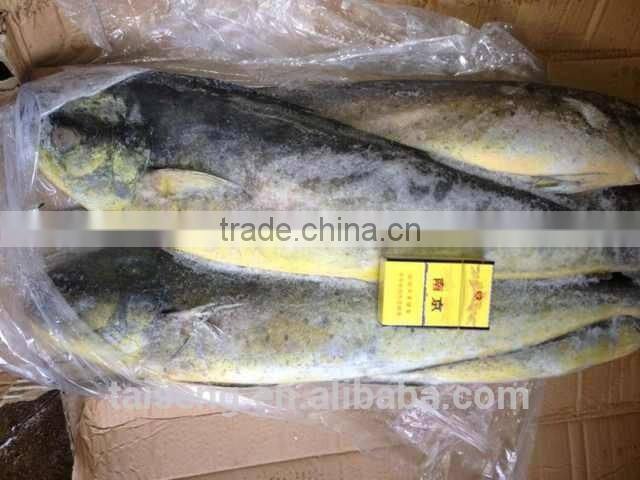 chinese sea frozen whole round mahi mahi fish