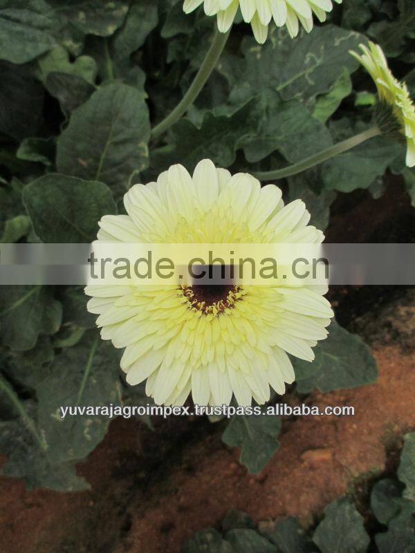 Gerbera Market Price