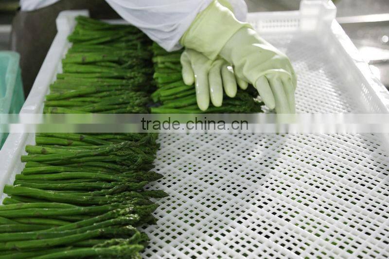 IQF Steamed Green Asparagus