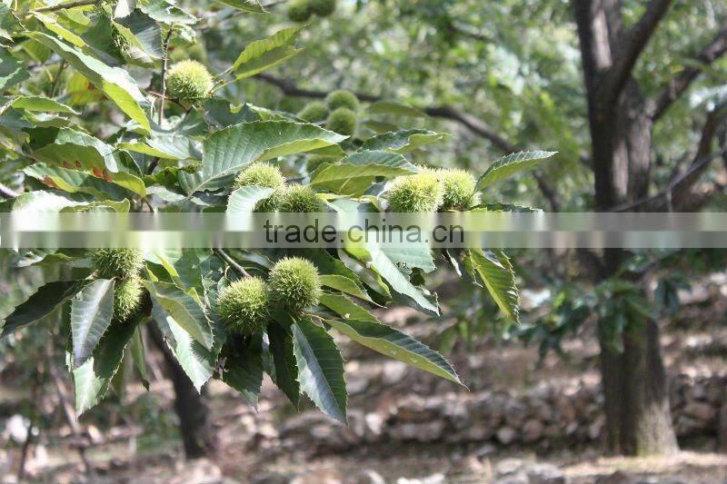 Healthy Chinese Snacks Food---Ready to Eat Chestnuts Snacks