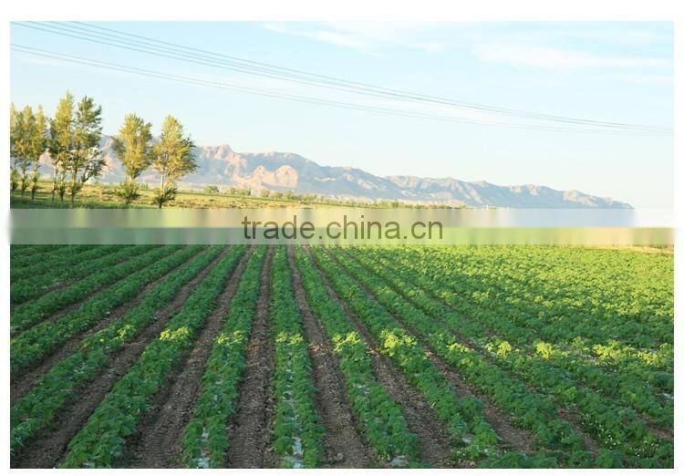 Wholesale Chinese organic pumpkin seeds without shell grade AAA