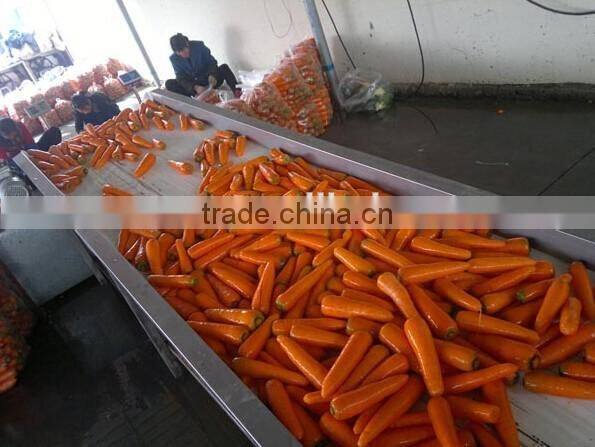 Carrot Washing Peeling Prodcution Line Processing Line